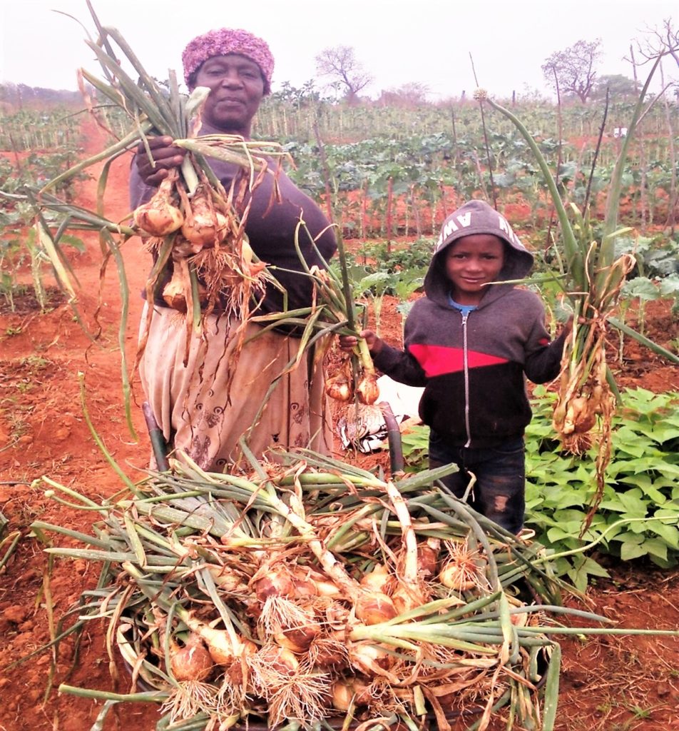 onions for market